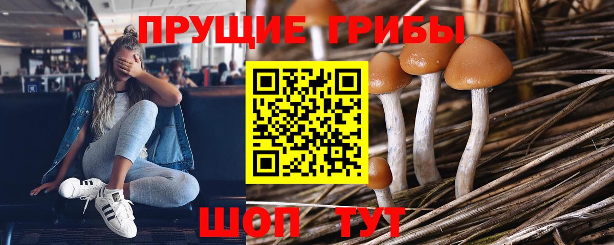 Псилоцибиновые грибы Psilocybine cubensis Волгоград